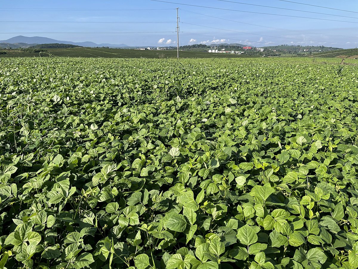 Việc trồng luân canh cây họ đậu cũng góp phần giúp đất trồng trong các trang trại Vinamilk Đà Lạt thêm màu mỡ.