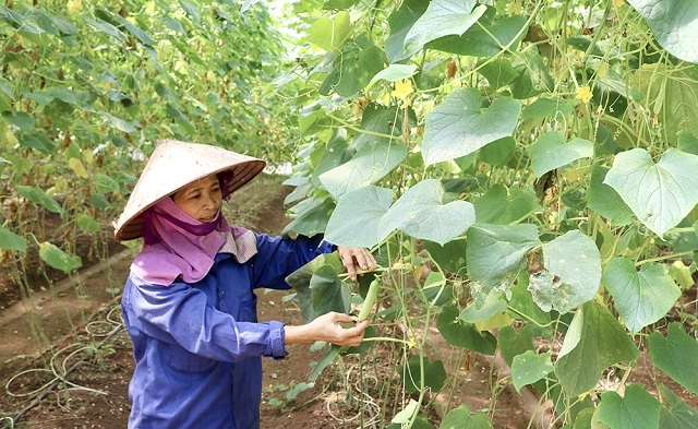 Nhiều HTX tại Hà Nội đã mạnh dạn thay đổi tư duy hoạt động, sản xuất nâng cao thu nhập cho thành viên.