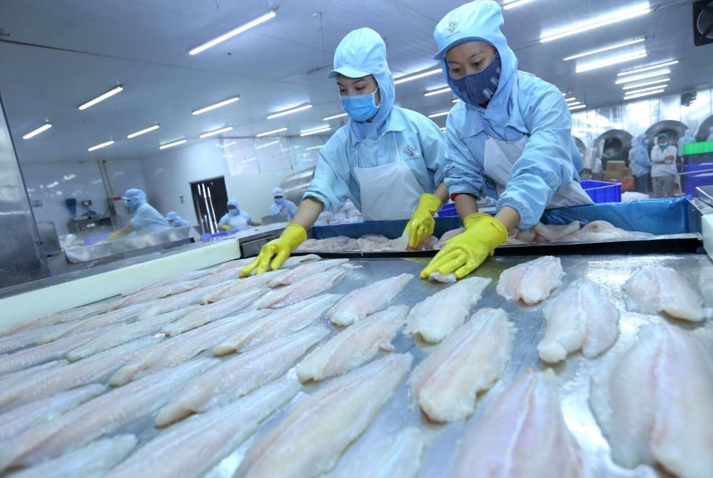 Tính đến giữa tháng 7, kim ngạch xuất khẩu cá tra sang thị trường EU đã đạt gần 122 triệu USD, tăng mạnh 91% so với cùng kỳ năm trước (Ảnh: Int)