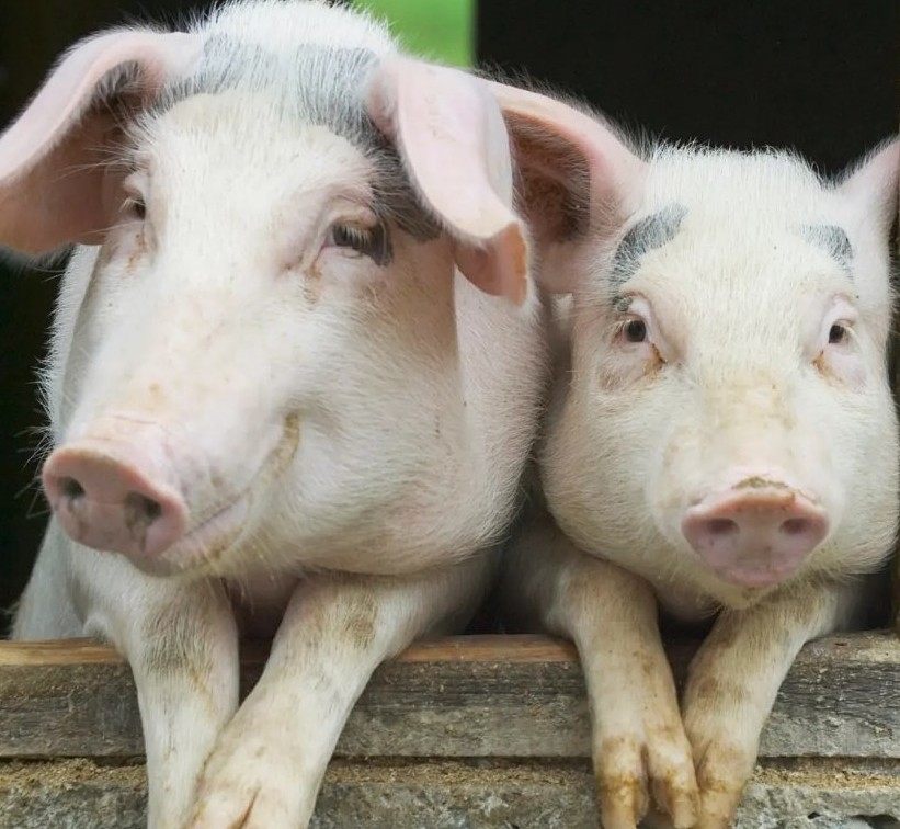 Giá lợn hơi ngày 10/8 trong khoảng 60.000-70.000 đồng/kg.