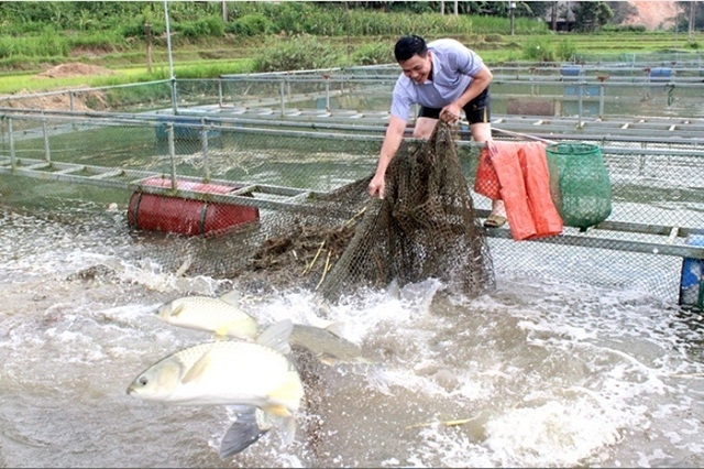 Các HTX ngoài tạo sự liên kết giữa các hộ dân với nhau, còn là “bà đỡ” giúp người dân thoát nghèo vươn lên ổn định phát triển kinh tế.