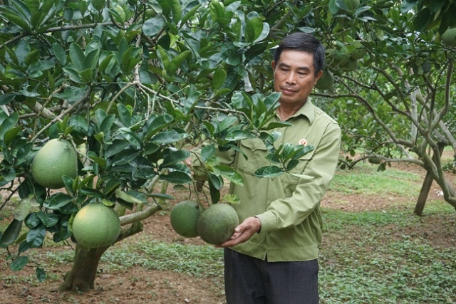 Nhiều CCB vươn lên thoát nghèo bền vững và làm giàu chính đáng, góp phần xây dựng quê hương giàu mạnh.