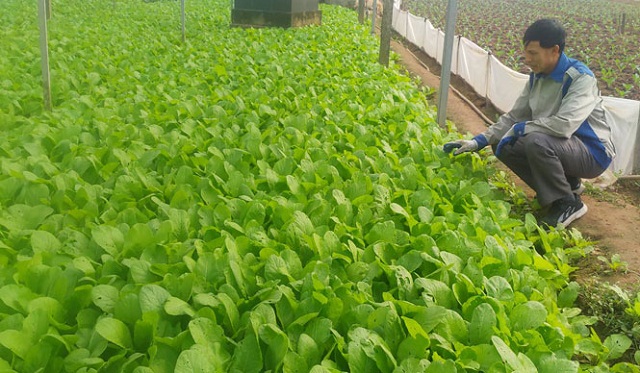 Các HTX sản xuất rau trái vụ đều theo tiêu chuẩn VietGAP, đảm bảo an toàn thực phẩm và vệ sinh môi trường.