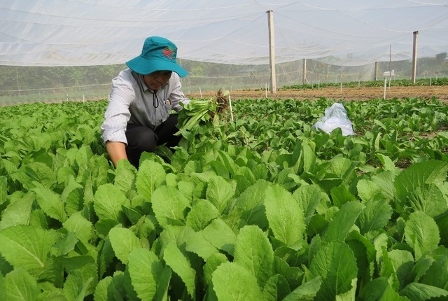 Nhiều HTX ở Hà Nội đã áp dụng phương pháp, kỹ thuật gieo trồng mới, tạo ra nhiều loại rau trái vụ, bảo đảm môi trường, đem lại hiệu quả kinh tế cao.