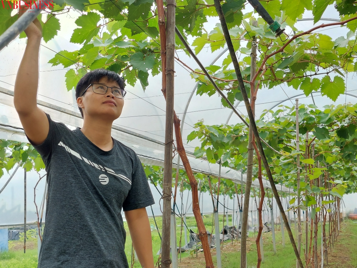 200 gốc nho này được trồng vào đầu năm nay, hiện cây đang phát triển rất tốt, ít sâu bệnh. Tháng sau, cây sẽ trổ hoa và có thể thu hoạch đợt quả đầu tiên vào cuối năm nay, chị Vân phấn khởi cho biết.