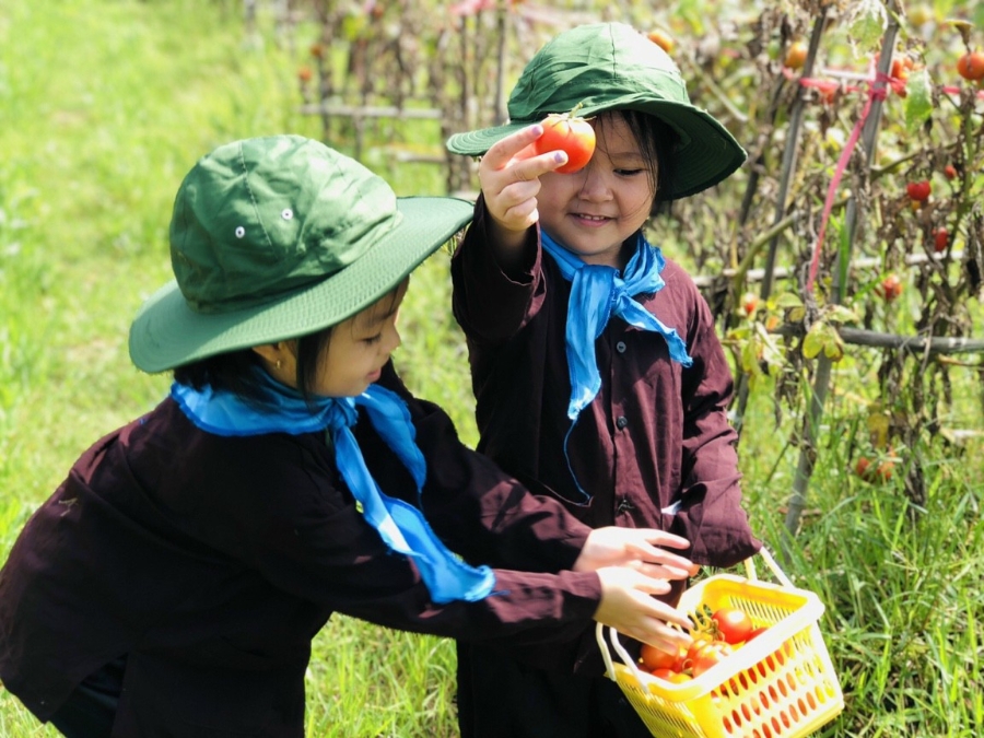 Một buổi thu hoạch cà chua của các bé tại nông trại.