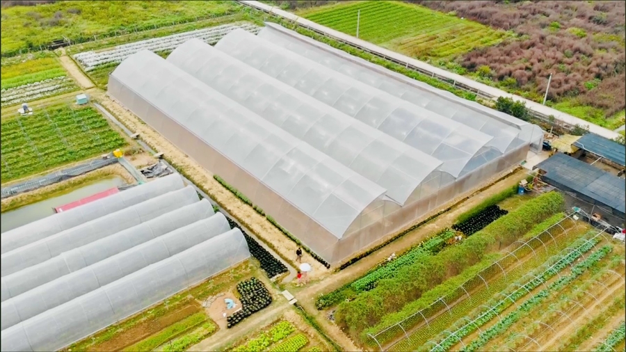 Đầu tư nhà lưới, nhà kính góp phần tăng năng suất, chất lượng rau.