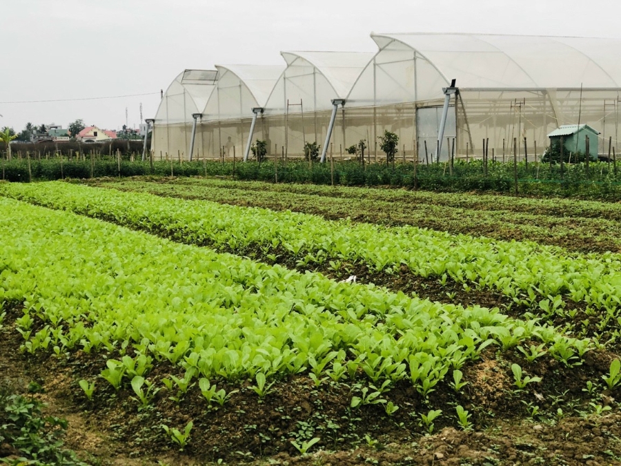 Thường vào mùa thu đông, nông trại trở nên xanh mướt.