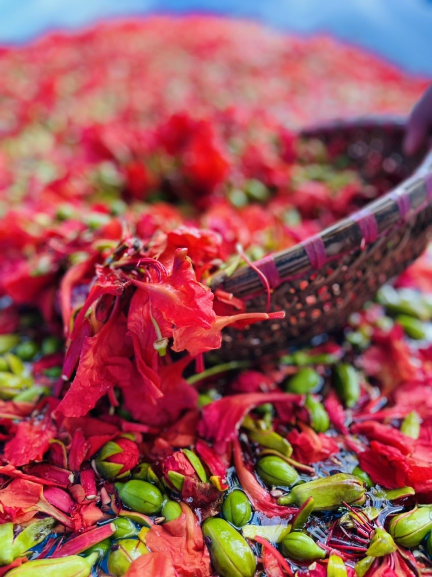 Hoa phượng đỏ - Biểu tượng của TP Hải Phòng đang được ấp ủ thành một sản phẩm mới - Vang phượng cháy.