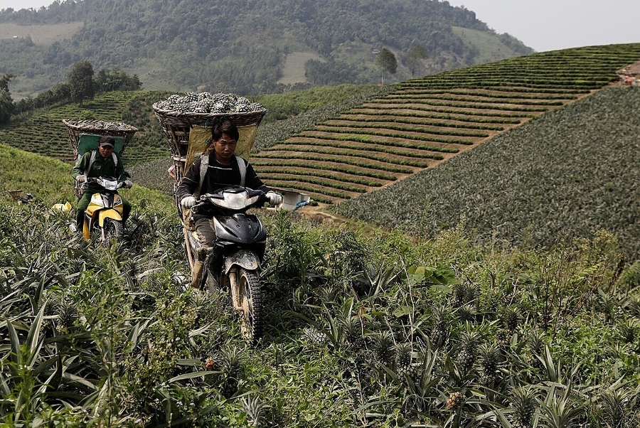 Đường xa, hệ thống giao thông chưa phát triển khiến người dân phải vận chuyển nông sản theo cách thô sơ, nhỏ lẻ.