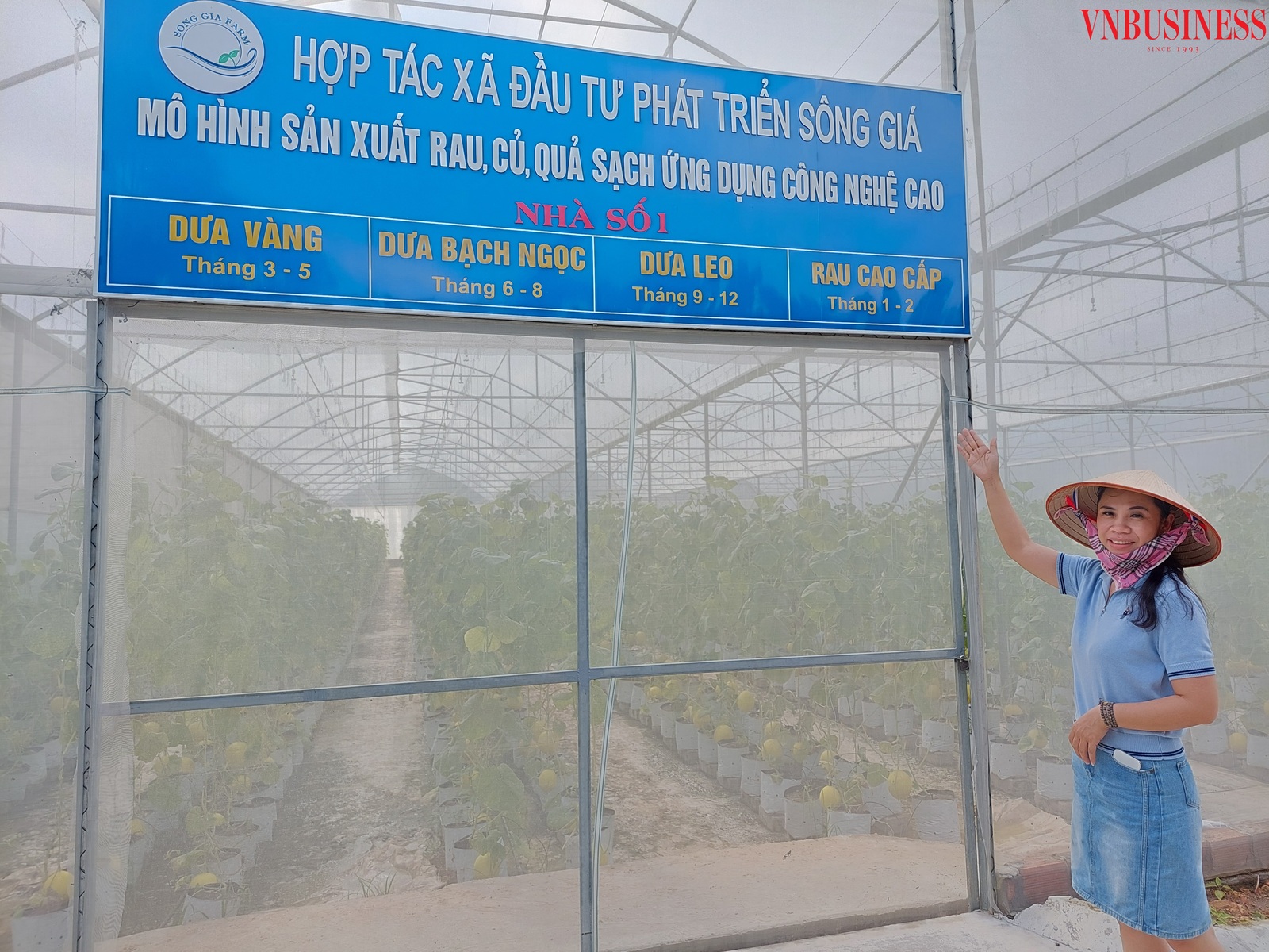 Chỉ sau 1 năm thành lập, HTX đã tạo nên thương hiệu dưa vàng công nghệ cao Sông Giá.