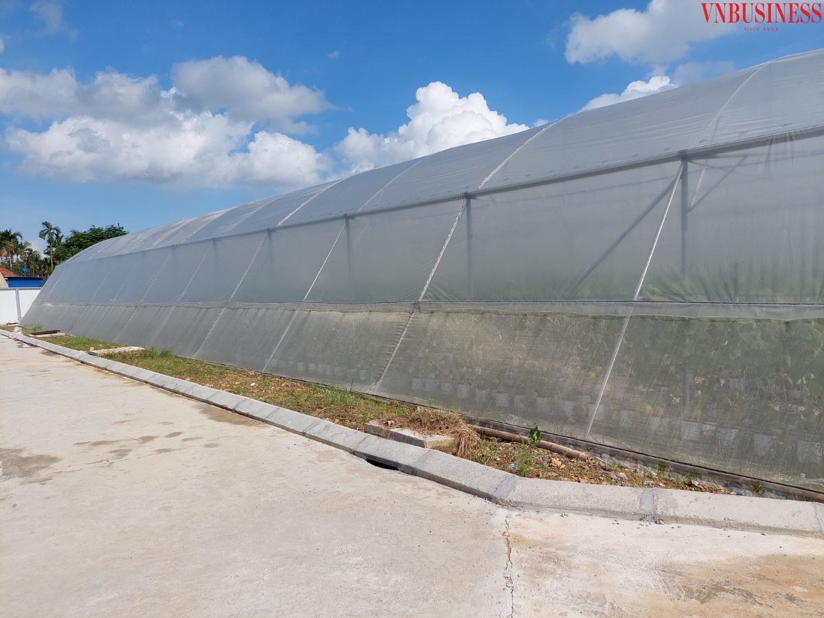 Một góc nhà lưới.