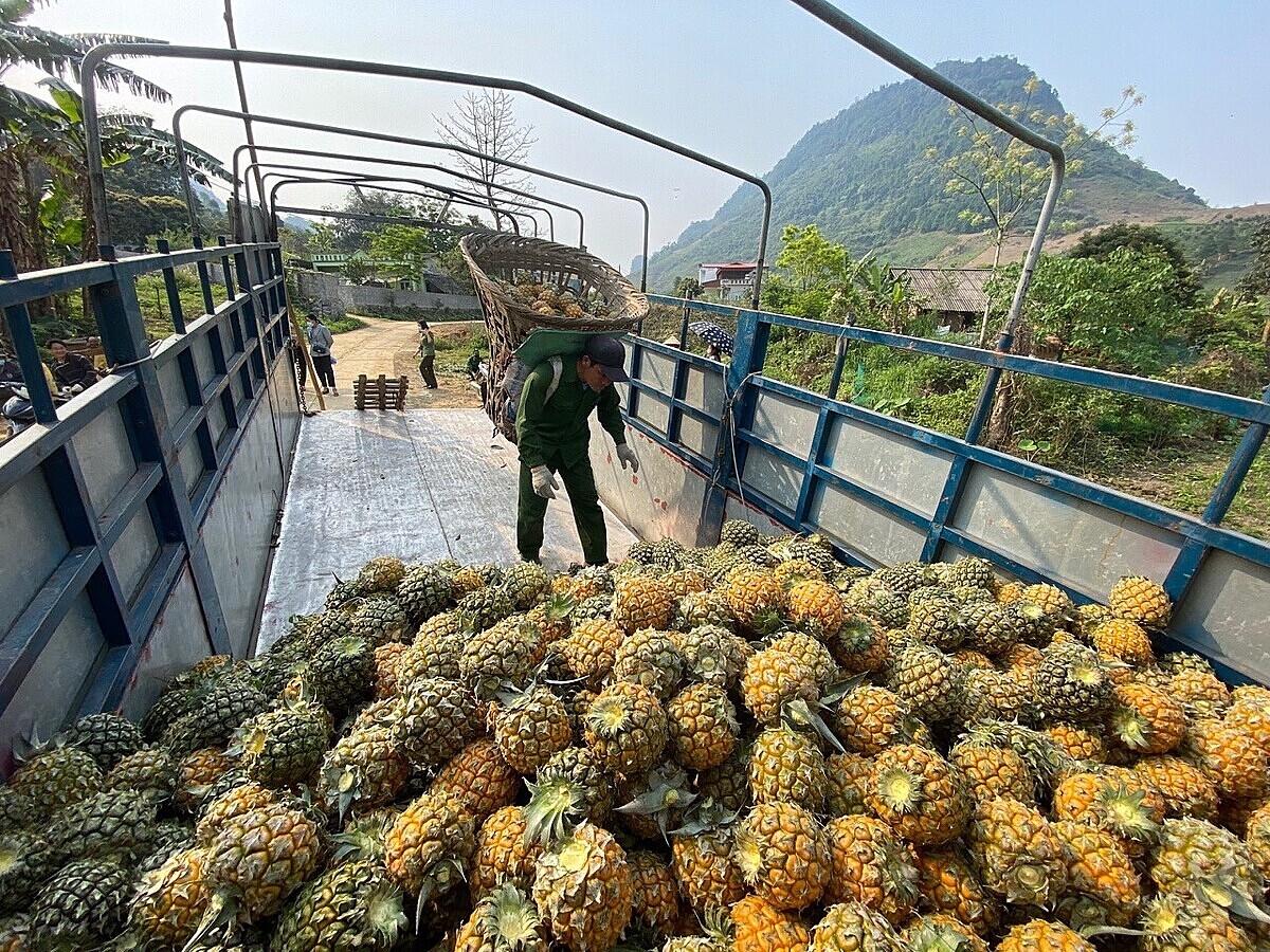 Logistics liên quan đến hầu hết các giai đoạn của chuỗi nông sản nên cần đầu tư cơ sở hạ tầng một cách thích đáng để người dân, HTX giảm chi phí, tăng được nguồn thu từ sản phẩm mình làm ra.