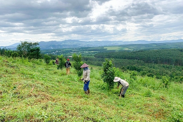 Trồng cây mắc ca đã có những tác động tích cực tới đời sống, thu nhập góp phần thay đổi diện mạo nông thôn.
