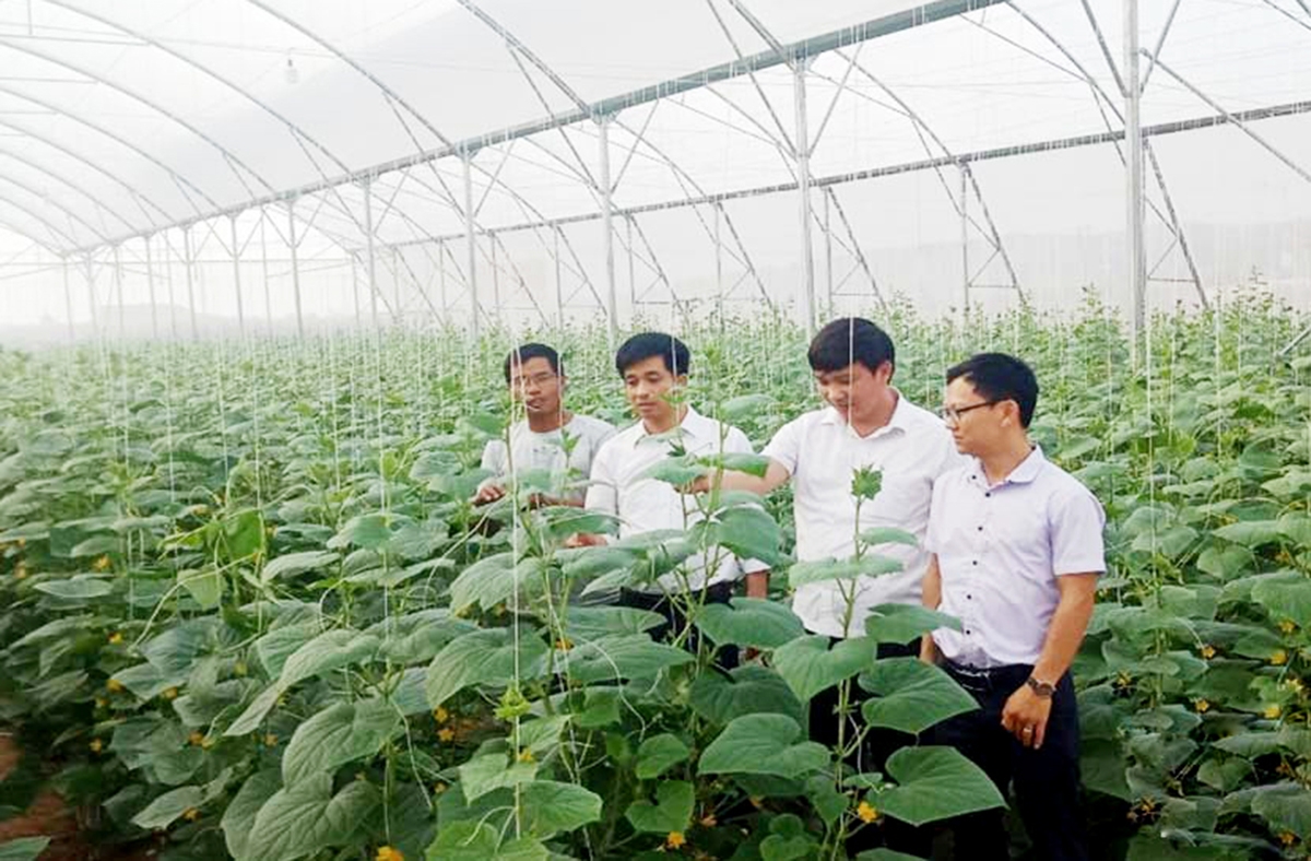 HTX cần nhiều chính sách hỗ trợ hơn để trở thành điểm tựa làm giàu cho thành viên, nông dân liên kết (Ảnh: BBG).