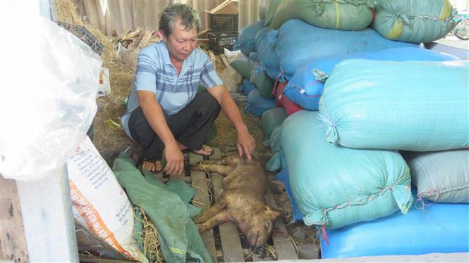 Lợn chết hàng loạt do tiêm vắc xin dịch tả lợn châu Phi sai hướng dẫn.