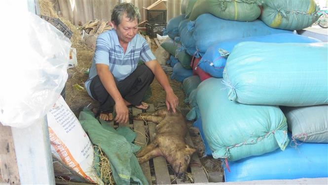 Lợn chết hàng loạt do tiêm vắc xin dịch tả lợn châu Phi sai hướng dẫn.