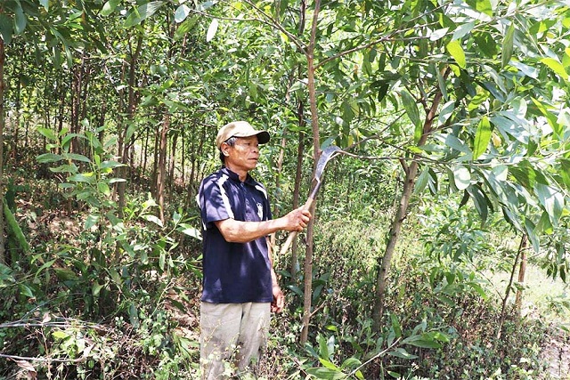 Việc giao rừng theo mô hình cộng đồng cho các HTX giúp cho người dân có sinh kế lâu dài, ổn định cuộc sống.