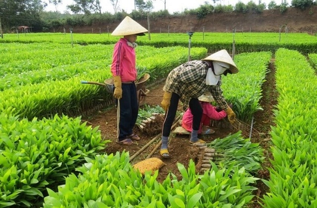 Nhiều HTX đã mở rộng sản xuất, phát triển rừng theo hướng bền vững và làm giàu từ rừng.