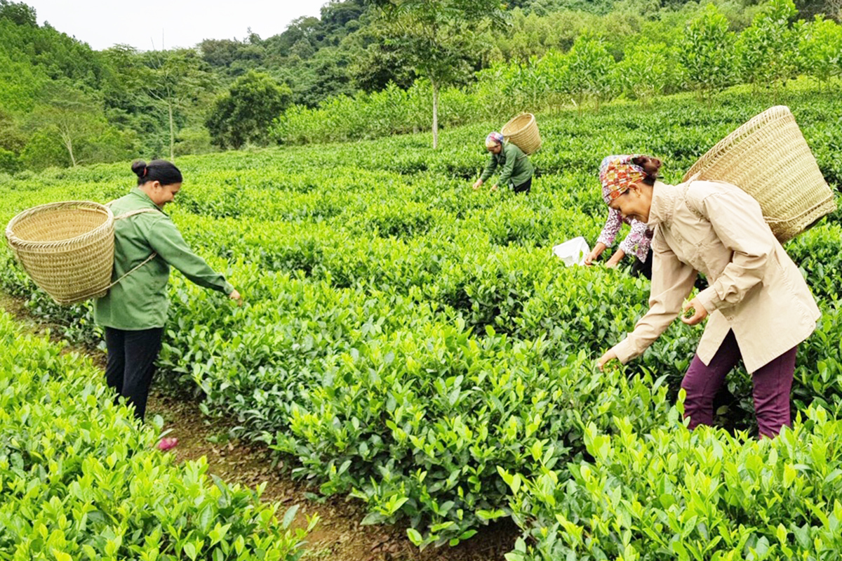 Nhiều HTX đang phát triển tốt, trở thành điểm tựa làm giàu của thành viên, nông dân nhờ được vay vốn.