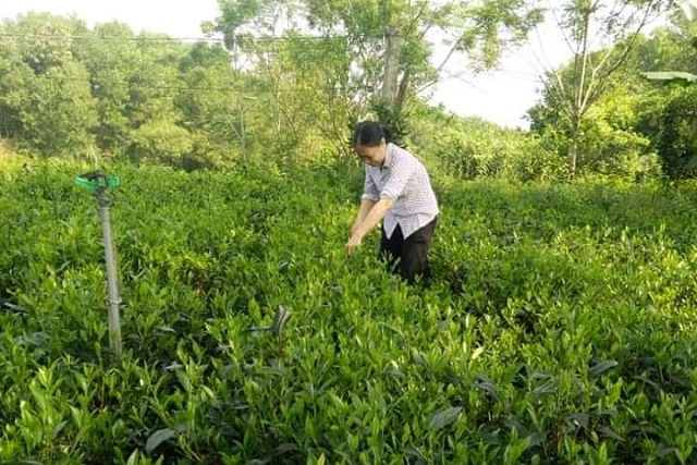 Sản xuất chè theo tiêu chuẩn VietGap - hướng hữu cơ đã thay đổi cuộc sống của người dân nơi đây.