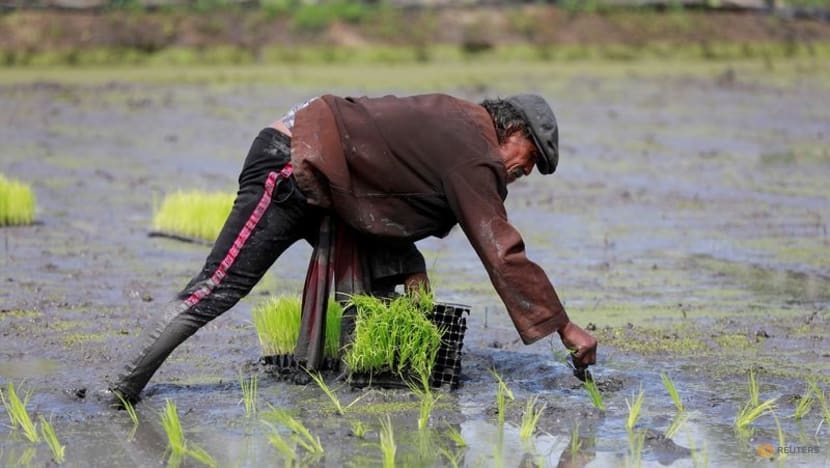 Một nông dân trồng lúa ở Sompot Tubcharoen, Bangkok, Thái Lan ngày 28/8/2018. REUTERS / Soe Zeya Tun