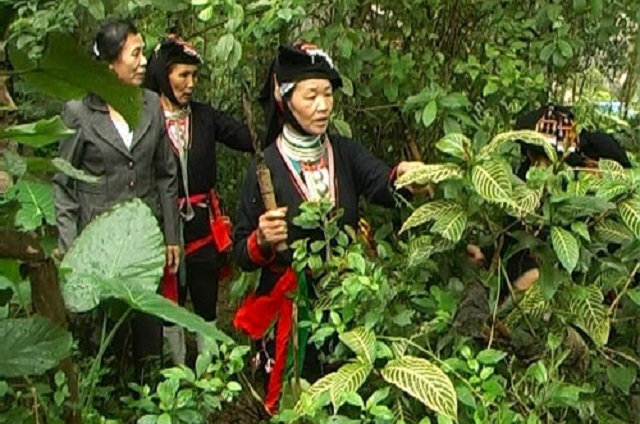 Nhiều gia đình người Dao ở huyện Ba Vì đã tham gia HTX để xây dựng và phát triển nguồn dược liệu quý hiếm.