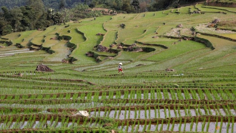 Một nông dân dân tộc Thái đang làm ruộng trên ruộng bậc thang ở Pù Luông. REUTERS / Kham