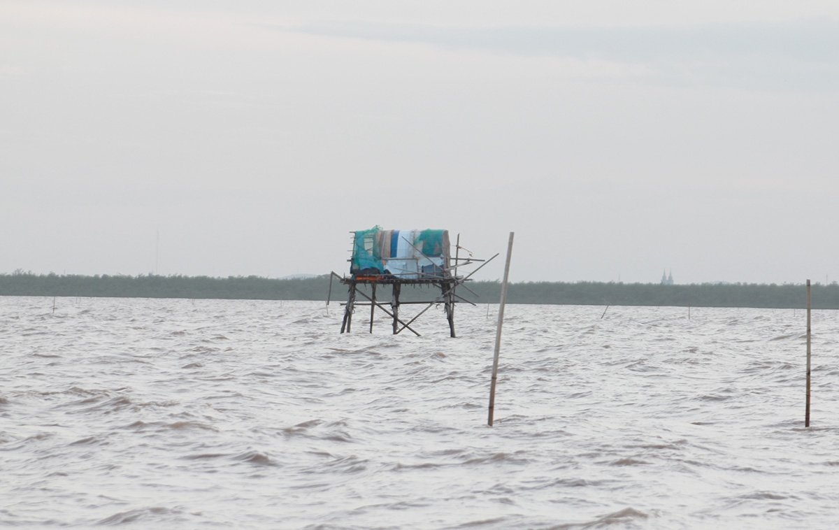 Bà con dựng chòi bảo vệ nuôi ngao tự phát.