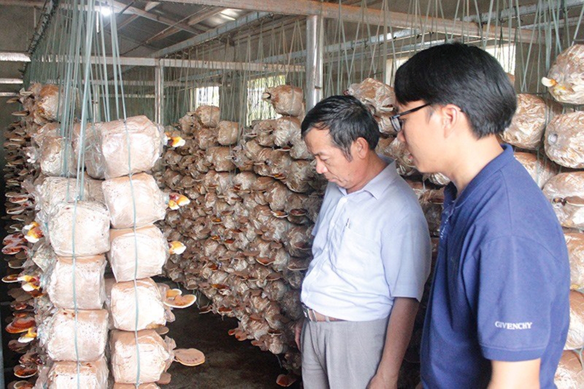 Việc mở rộng cả về chất và lượng giúp nhiều HTX trở thành đòn bẩy giảm nghèo, phát triển kinh tế tại địa phương (Ảnh: BQN).