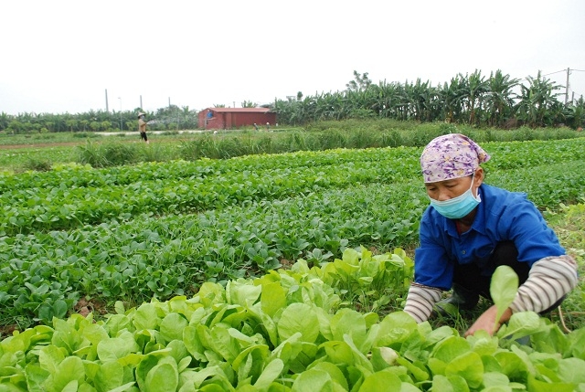 Hiện các HTX ở Hà Nội đã và đang tích cực đẩy mạnh chuyển đổi các vùng sản xuất kém hiệu quả sang các mô hình canh tác hiệu quả cao hơn nhằm nâng cao thu nhập cho người nông dân.