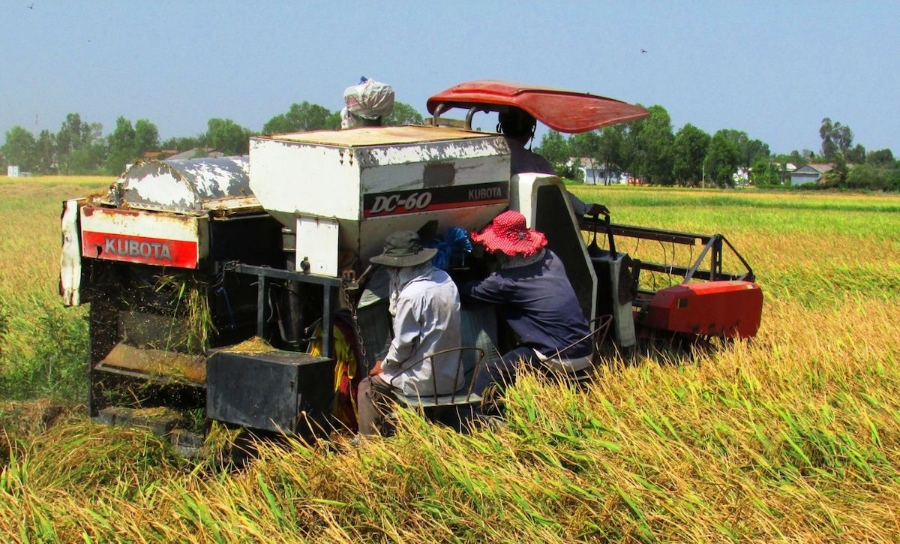 Thu hoạch lúa khó khăn khi máy móc thiếu xăng dầu do cung ứng không ổn định.