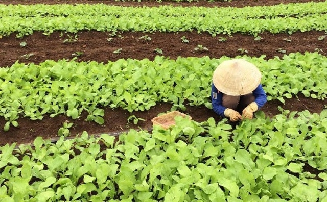 Nhiều mô hình HTX sản xuất rau hữu cơ đã khẳng định được chỗ đứng trên thị trương, nâng cao thu nhập cho người nông dân.