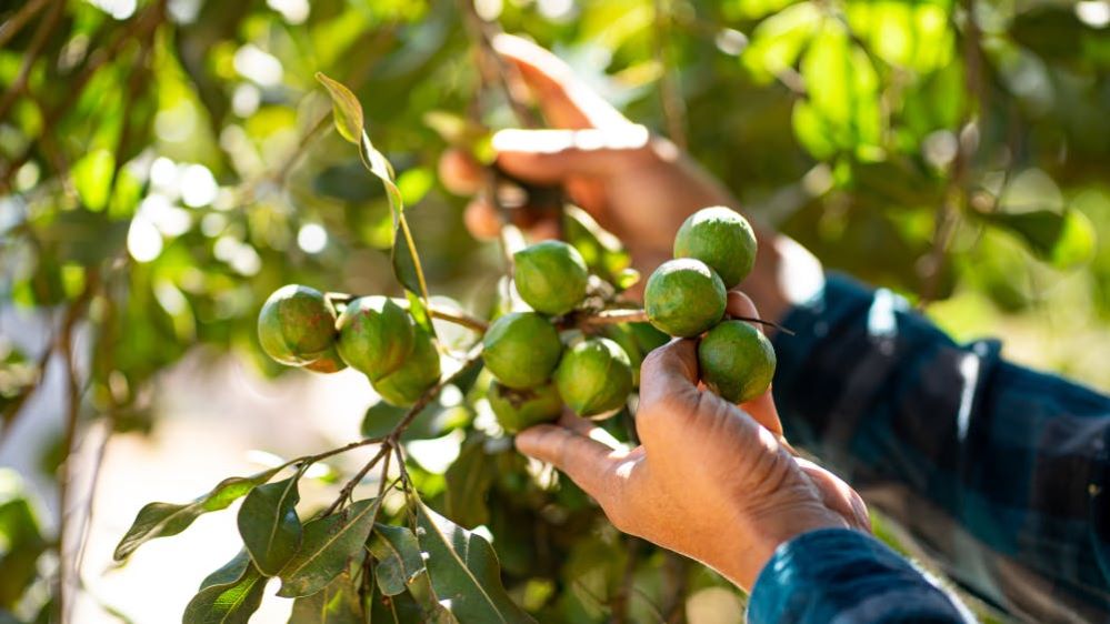 Cây mắc ca hứa hẹn sẽ trở thành loại cây trồng đa mục đích chủ lực trong xóa đói giảm nghèo cho đồng bào các dân tộc, phát triển kinh tế của tỉnh Điện Biên.