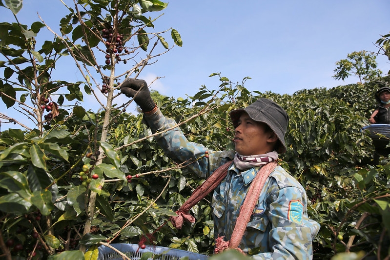 Nếu giá cà phê xuất khẩu giữ ở mức cao, dự kiến cả năm 2022 ngành cà phê Việt Nam có thể thiết lập được mốc kim ngạch kỷ lục 4 tỷ USD.