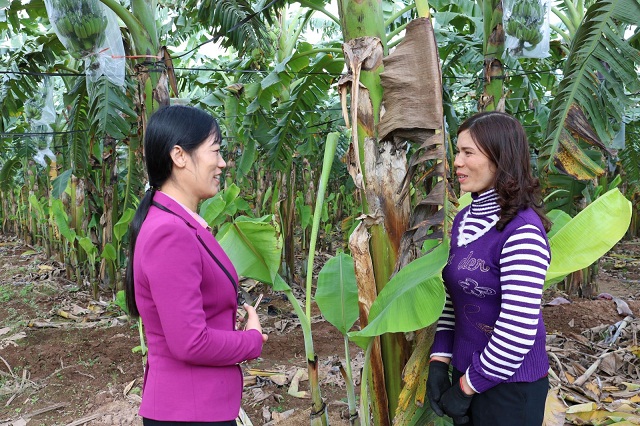 Các cấp Hội phụ nữ và các HTX do phụ nữ làm chủ đã tạo việc làm ổn định, nhiều thành viên, hội viên đã vươn lên làm giàu.