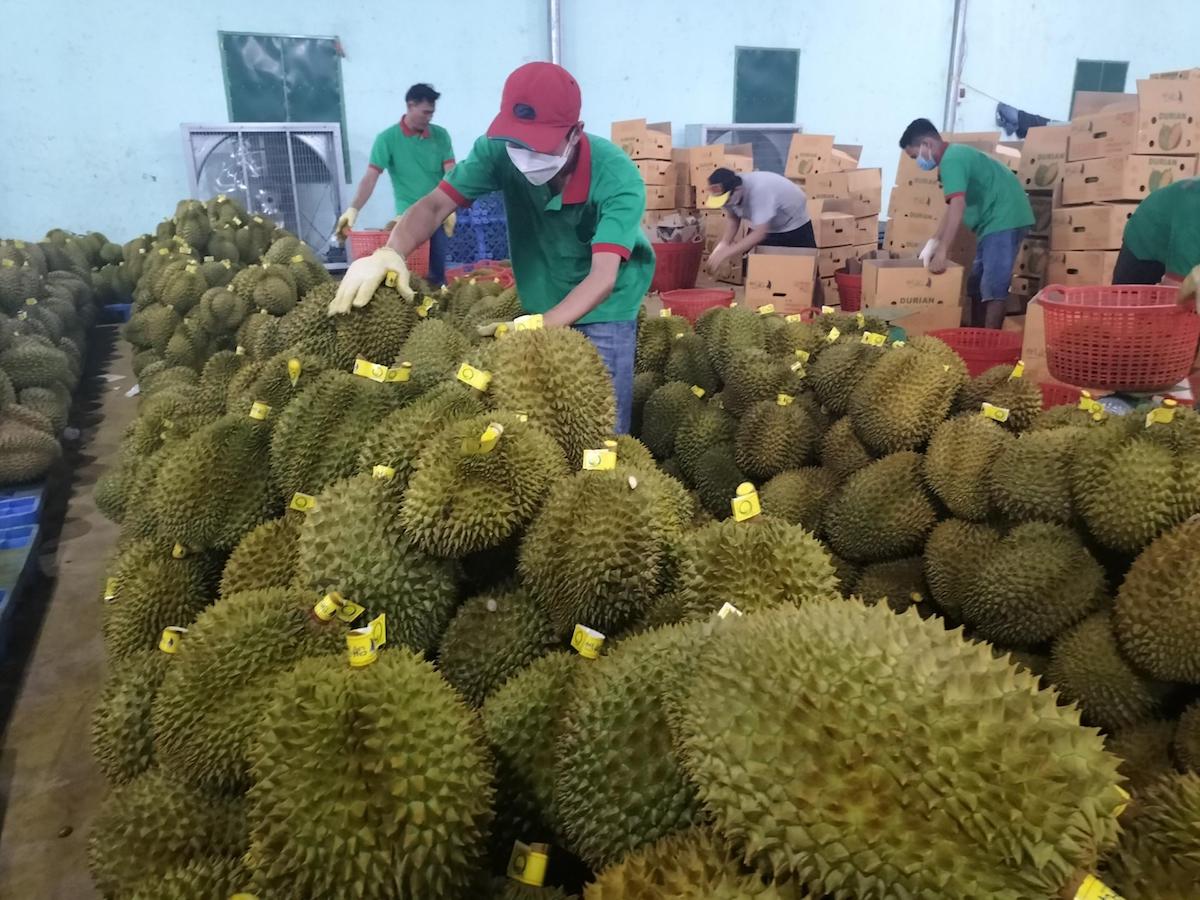 51 vườn trồng và 25 cơ sở đóng gói đáp ứng được các điều kiện xuất khẩu sầu riêng tươi sang Trung Quốc.