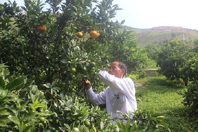 Các HTX chuyển hướng sang canh tác xanh tạo sản phẩm sạch, phát triển bền vững