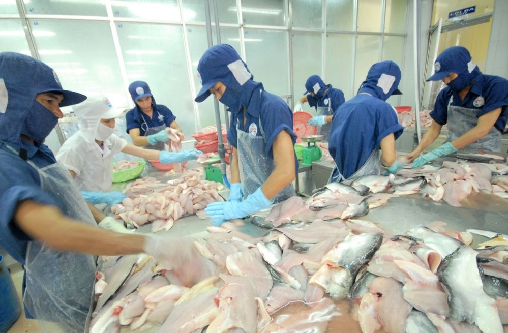 Cá tra vẫn là mặt hàng được xuất khẩu nhiều nhất sang thị trường Nga, chiếm khoảng 22% tổng kim ngạch xuất khẩu thủy sản (Ảnh: Int)