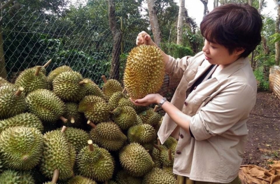 Muốn xuất khẩu được sầu riêng phải đảm bảo tuân thủ nghiêm ngặt các điều kiện mà phía Trung Quốc đưa ra.