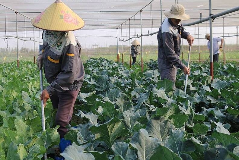 Rau sạch Chử Tâm của HTX Văn Đức đủ điều kiện vào các kệ siêu thị và xuất khẩu sang một số thị trường.