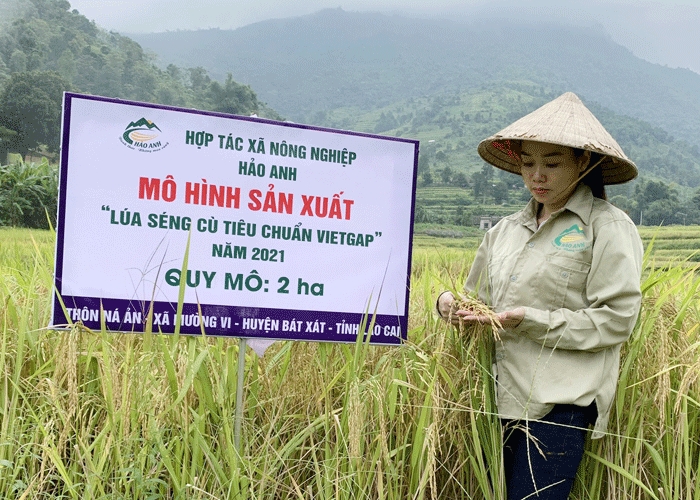 Sản xuất sạch mang lại uy tín cho thương hiệu gạo Séng cù Mường Vi (Ảnh: Int)