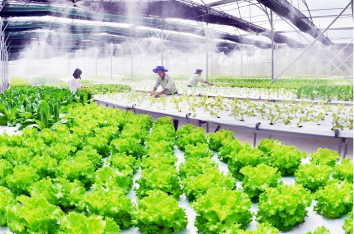 Công nghệ cao là chìa khóa để các HTX tăng giá trị sản xuất, làm giàu cho thành viên.