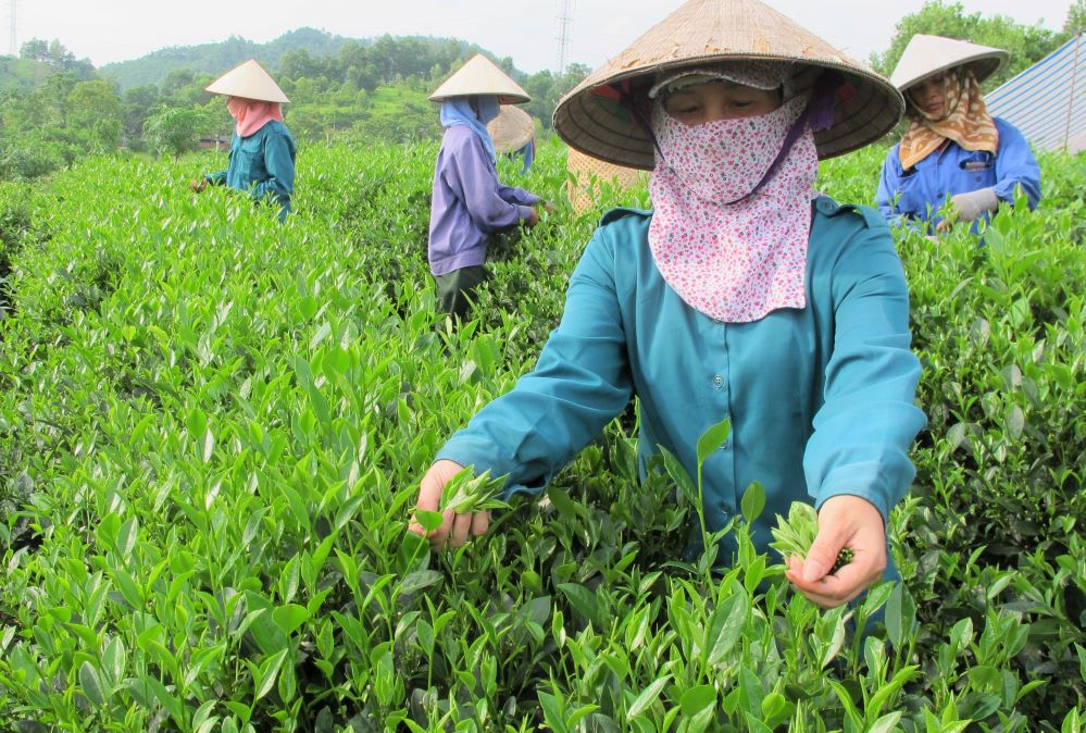 Tỉnh Thái Nguyên chú trọng vào đổi mới và phát triển hình thức liên kết trong sản xuất và chế biến tiêu thụ chè. toàn tỉnh có 35 doanh nghiệp, 77 HTX (Ảnh: Int)