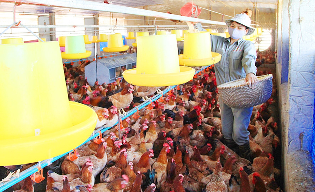 Mở rộng thị trường xuất khẩu giúp HTX nâng cao giá trị sản xuất, làm giàu cho thành viên. (Ảnh: HNM).