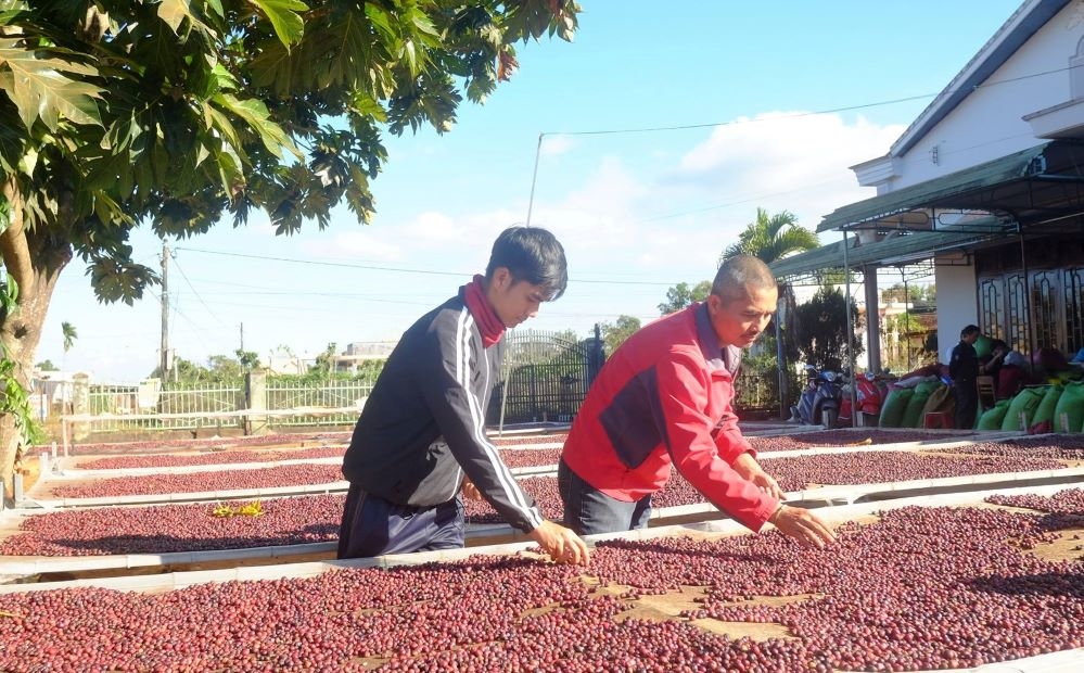 Việt Nam hiện là quốc gia sản xuất cà phê Robusta lớn nhất thế giới và đứng thứ hai về xuất khẩu cà phê.