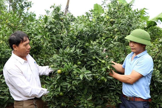 Việc thành lập các HTX trồng cây ăn quả có múi đã giải quyết việc làm cho hàng nghìn lao động và mang lại nguồn thu ổn định cho nhiều hộ nông dân.