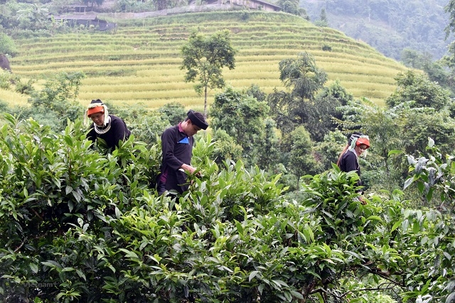 Các HTX đã góp phần tạo động lực phát triển, nâng cao thu nhập, thực hiện tốt mục tiêu xóa đói giảm nghèo.