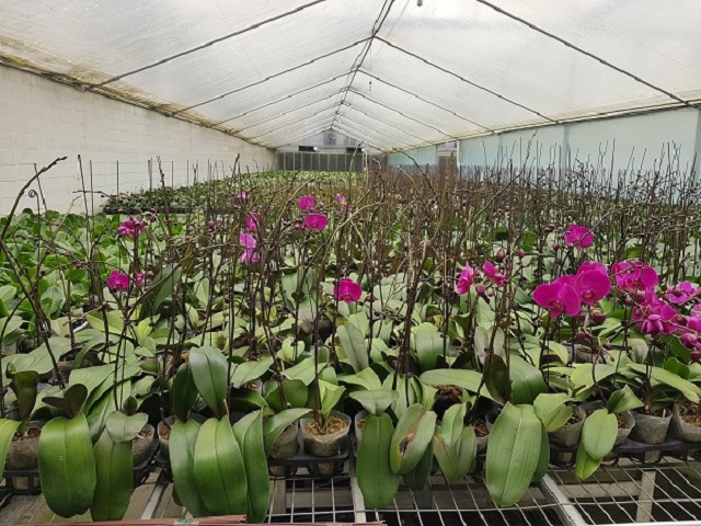 Mô hình HTX ứng dụng công nghệ cao đã từng bước thay đổi phương thức sản xuất, nâng cao giá trị sản phẩm.