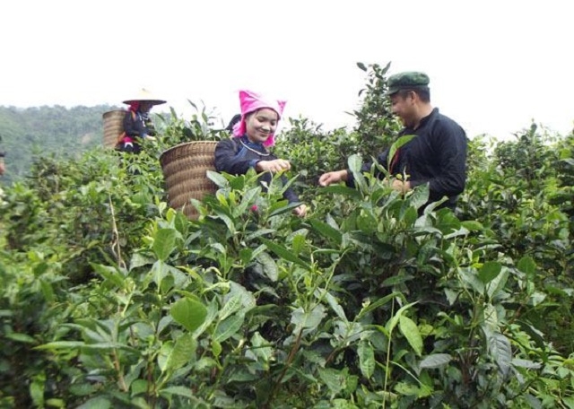 Nhiều HTX đã tập trung tổ chức liên kết sản xuất, bước đầu đem lại hiệu quả, mang lại cuộc sống ổn định cho người dân trồng chè.